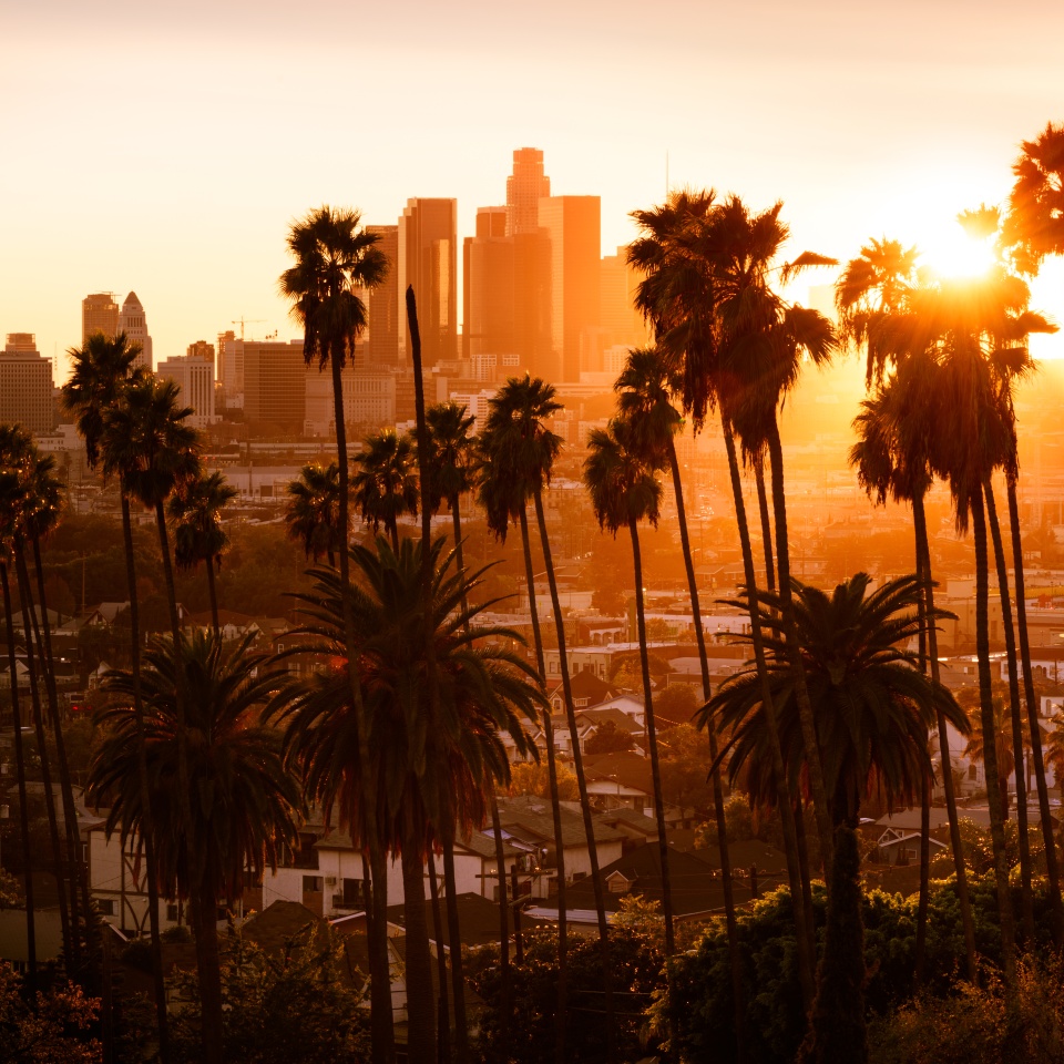 Beautiful sunset through the palm trees, Los Angeles, California.